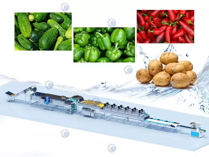 Ligne de lavage de fruits et légumes | Machine à laver les légumes