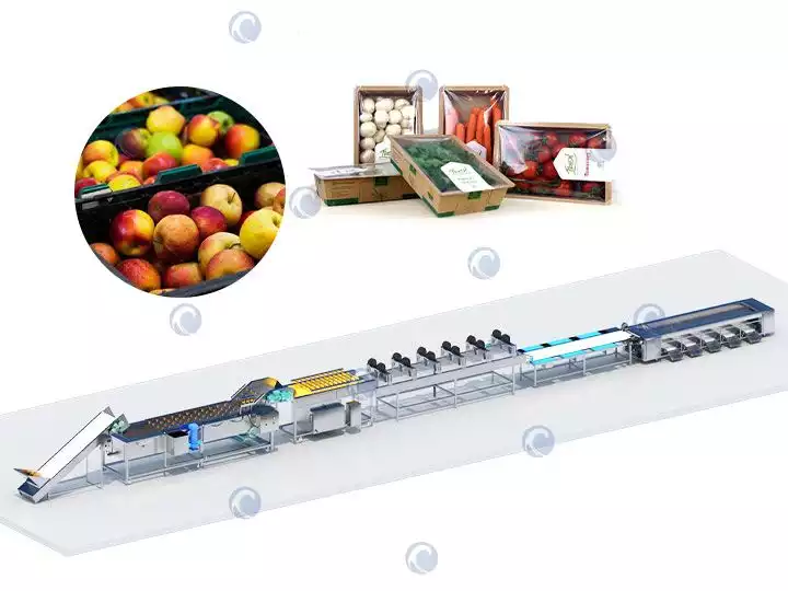 Fruit and vegetable grading line