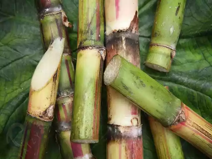 Faire du vin de canne à sucre